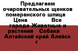 Предлагаем очаровательных щенков померанского шпица › Цена ­ 15 000 - Все города Животные и растения » Собаки   . Алтайский край,Алейск г.